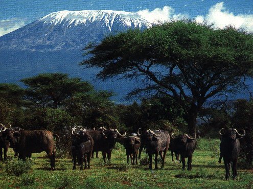 Herd Of Buffalo