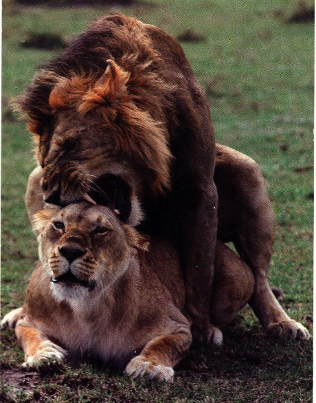 Lions Mating