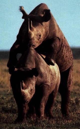 Rhinoceros Mating